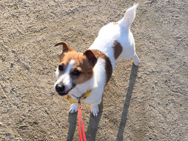 天気がいい日は愛犬とおでかけします